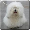 Prince